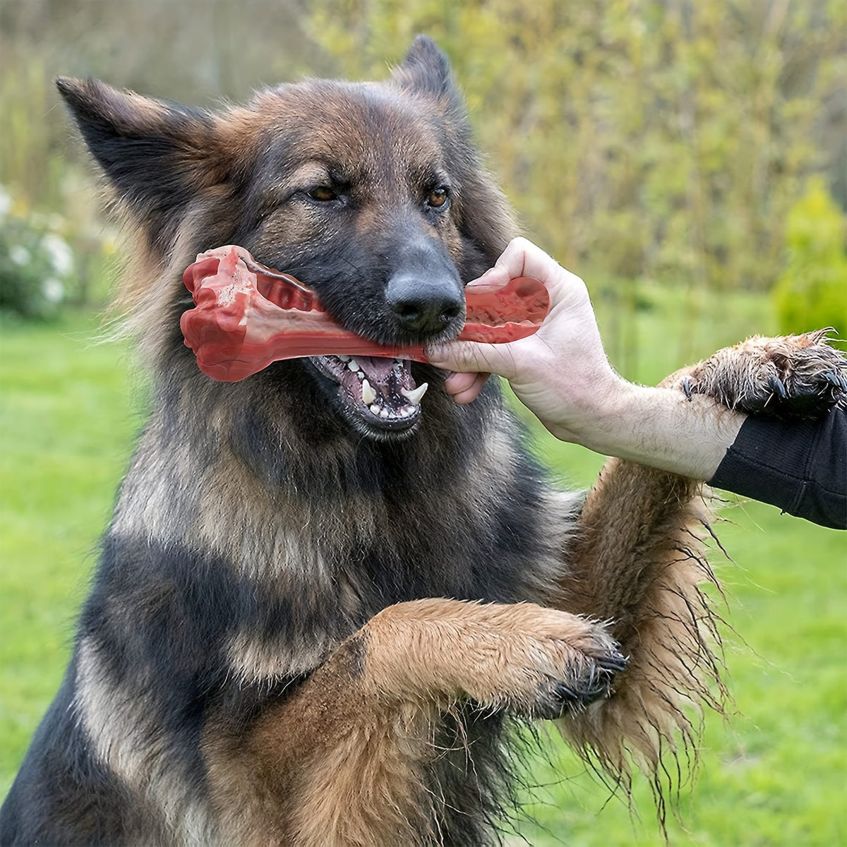 Os à mâcher indestructible pour chien - Solide, sûr et amusant | Jouets pour animaux de compagnie |