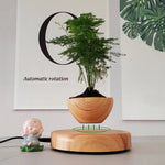 Schwebender Luft-Bonsai-Topf | Dekorationsartikel |